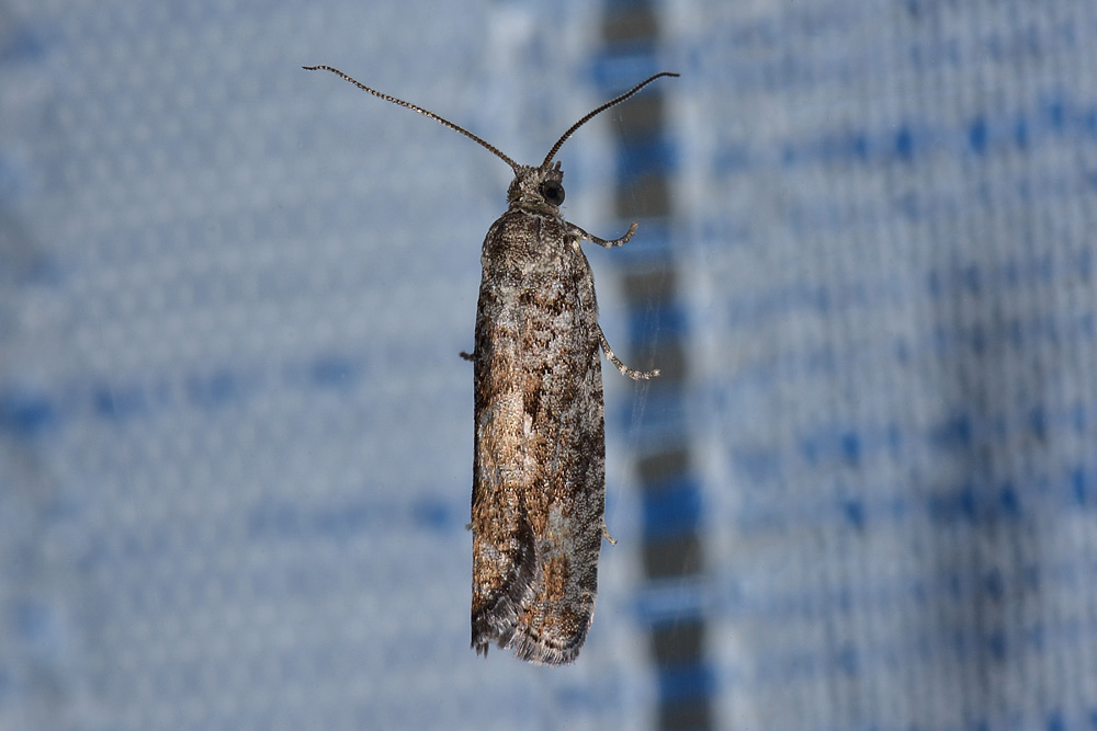 farfalla alla finestra - Zeiraphera griseana, Tortricidae